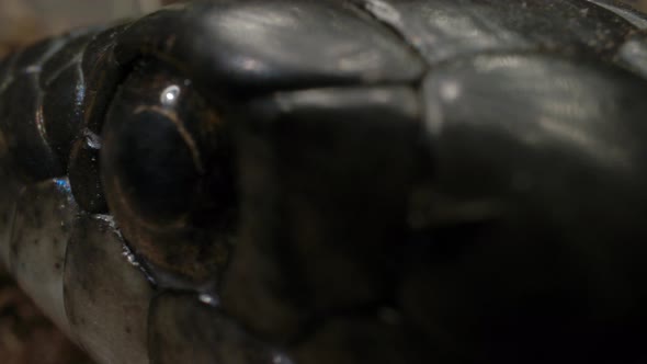 Extreme close up macro of black rat snake