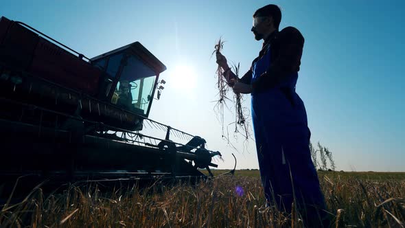 A Person Holds Crops, Checking Them in a Field.