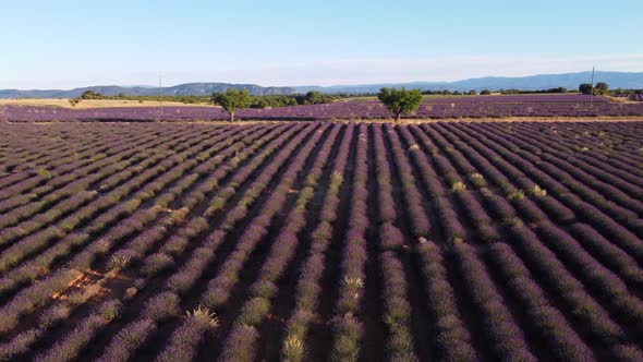 Plateau de Valensole lavender field aerial view