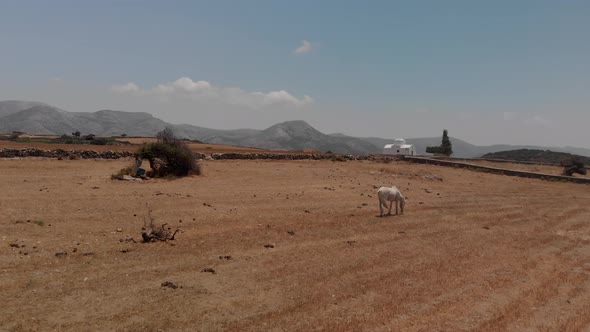 Greek white church and a white horse in the field. Aerial footage.