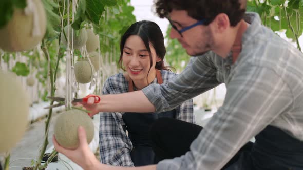 Couple  farmer is checking the quality of the melon