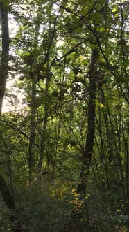 Vertical Video of a Forest in an Autumn Day