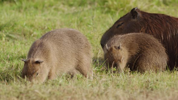 Adult and two juvenile capybaras feeding together on grass; Ibera National Park, Argentina