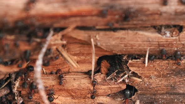 Red Forest Ants (Formica Rufa) On A Fallen Old Tree Trunk
