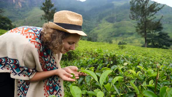 Young Woman On Tea Plantation Touching Fresh Tea Leaves