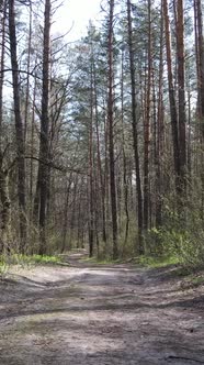 Vertical Video of a Road in the Forest Slow Motion