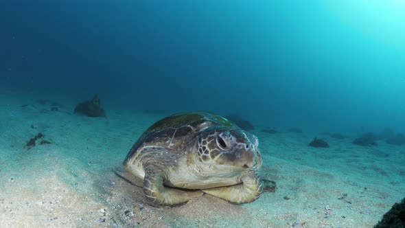 A scuba diver participating in a citizen science research project observes a sea turtle resting on t