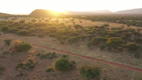 Aerial view of giraffes in the desert of Namibia.