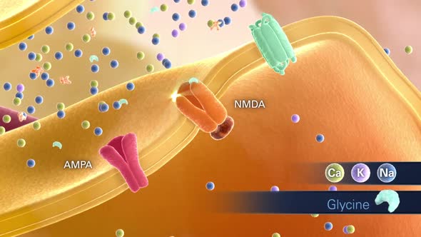 Acetylcholine is an organic chemical that functions in the brain and body of man