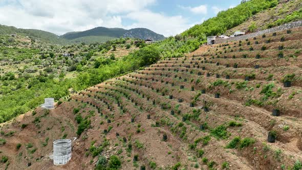 Rows of young Avocado plants, Aerial view 4 K