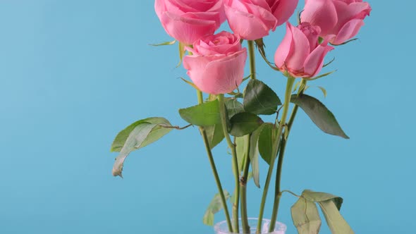 Dolly Shot Bouquet of Pink Rose Flowers in Glass Vase on Blue Background