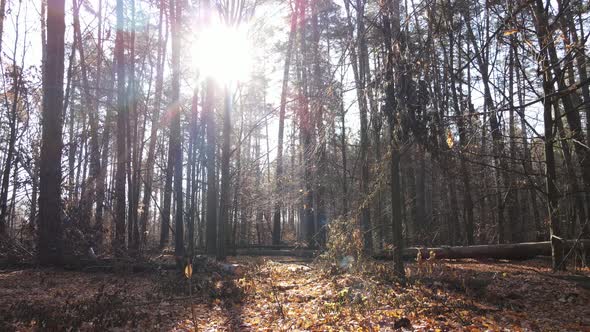 Beautiful Forest with Trees in an Autumn Day