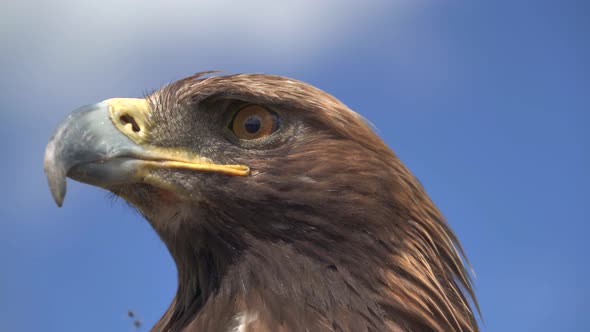 Golden Eagle Head Face