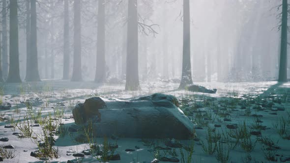 Pine Forest Illuminated By the Morning Sun on a Foggy Early Spring Day