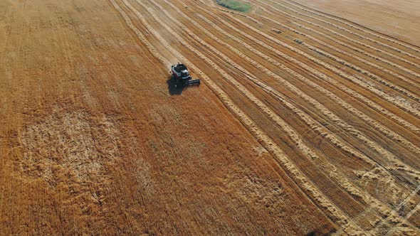 Aerial View Combine Harvester Gathers the Wheat. Harvesting Grain Field, Crop Season. . Beautiful