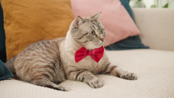 Cat Lying on Sofa Closeup Scottish Fold Portrait