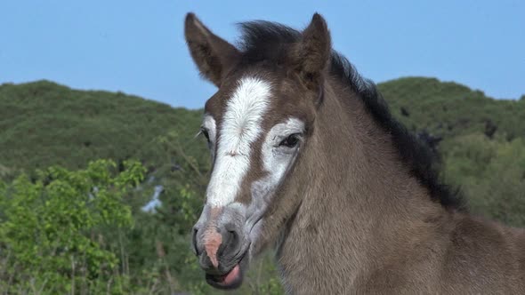 750539 Camargue Horse, Portrait of Foal, Saintes Marie de la Mer in The South of France, Real Time