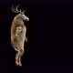 63 Deer Dancing 4K - VideoHive Item for Sale