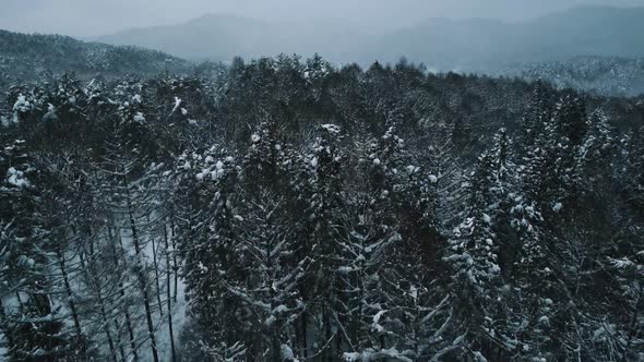 Journey through the Snowy Forest.