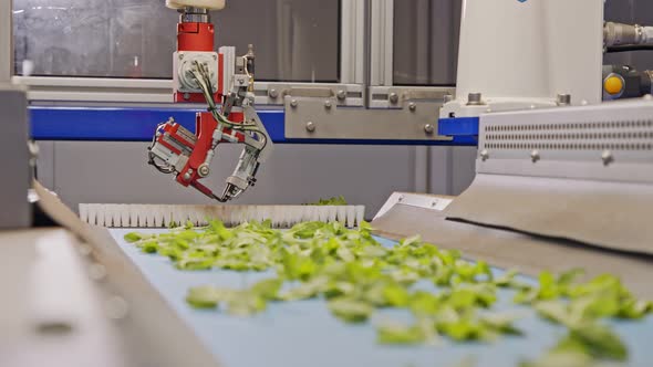 Automated planting process using advanced robot for planting leaves in trays