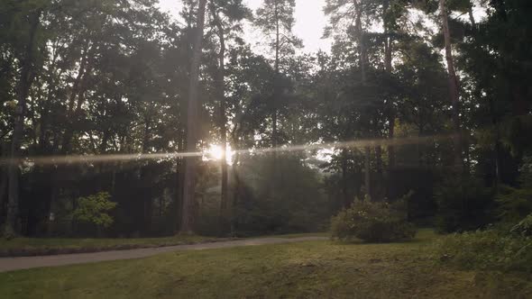 Beautiful Gold Sunlight Beams in Forest Through Trees Sunny Morning Just After Sunrise Aerial View