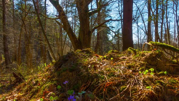 Spring Forest Crane Tl