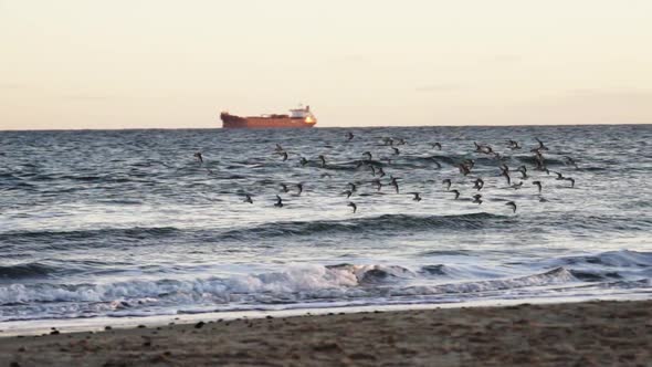 Sanderlings Flying Over Shore