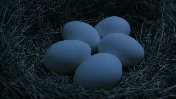 Moving Over Nest Of Eggs In The Dark