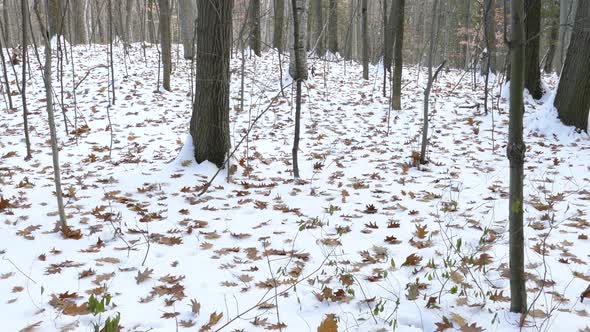 Natural phenomenon of autumn leaves falling on ground after the first snow