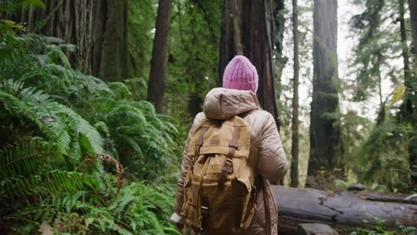 Slow Motion Woman with Backpack Exploring Green Forest with Tall Redwoods Trees