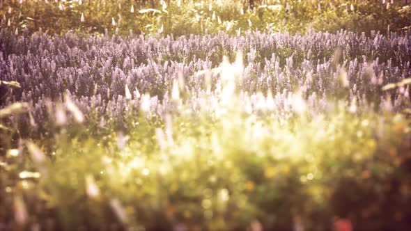 Wild Field Flowers at Summer Sunset