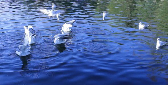 Feeding Birds in a Pond