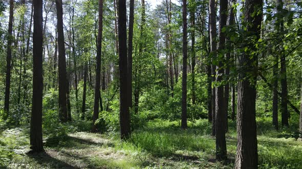 Beautiful Green Forest on a Summer Day Slow Motion