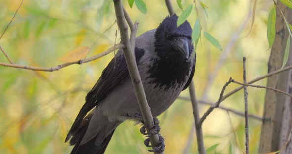 Carrion Crow (Corvus Corone) Black Bird on Branch.