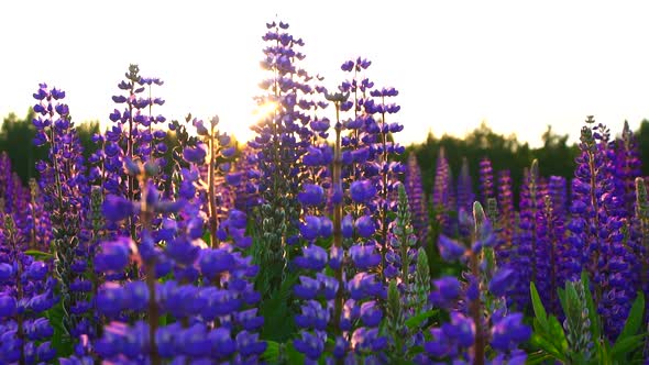 Nobodythe View of Blooming Lupines at Sunset Steadyshot