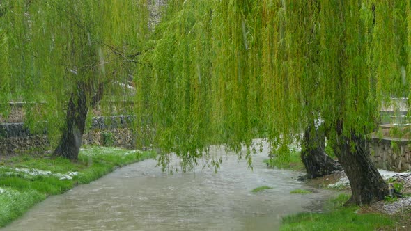 Snow on a Background of Green Trees