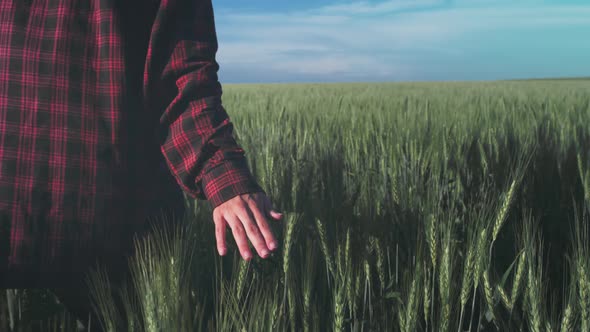 A Young Woman Runs Across a Wheat Field in a Red Plaid Shirt