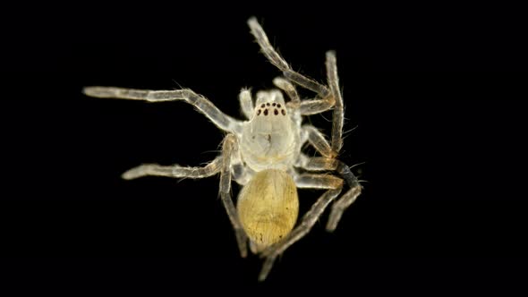 Spider Under a Microscope, Arachnida Class, Arthropoda Squad