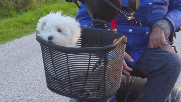 little white dog in a basket of a mobiity scooter