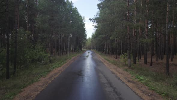 Forest Road After Rain Backward Movement