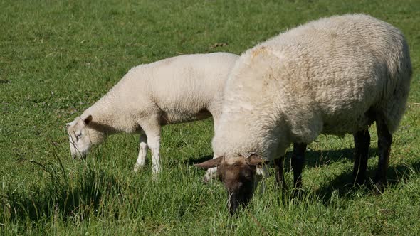 Sheep eat grass in the green field