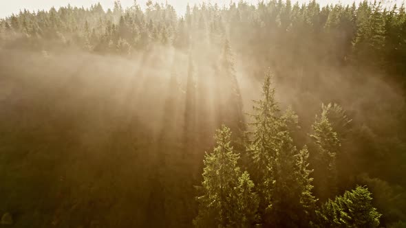 Flying Over Trees in Light Morning Fog