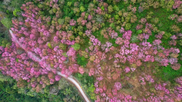 Drone fly over Wild Himalayan Cherry Blossom (Prunus cerasoides)