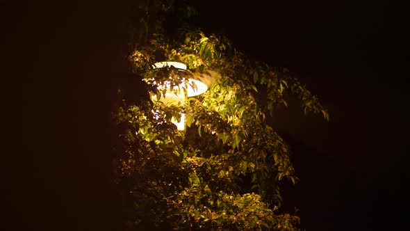 lamp post hugging tree in the night