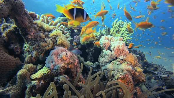 Underwater Sea Tropical Life Clownfish