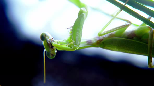 Portrait of a Female Praying Mantis While Hunting Against a White Background Soft Closeup Shot of a