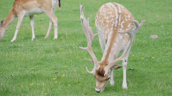 Sika Deer, Cervus Nippon Also Known As the Spotted Deer or the Japanese Deer. Ruminant Mammal