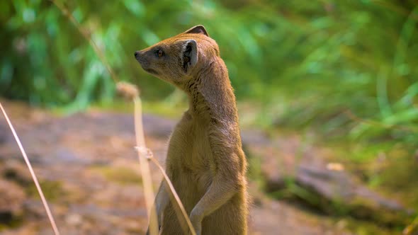 Yellow Mongoose Sometimes Referred to As the Red Meerkat