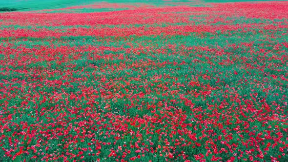 Field of Blossoming Red Poppies. Beautiful Flowers Meadow and Summer Nature Landscape	