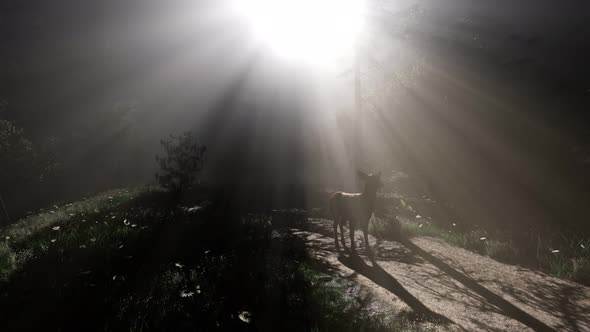 Deer Female in Forest in Fog